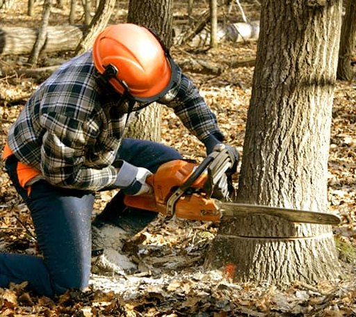 Tree Removal in Colcord, WV